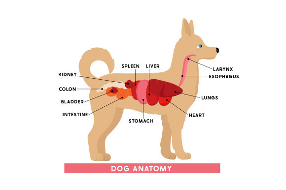 Anatomy of a Dog