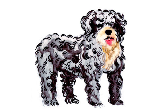 Brown Spanish Water Dog